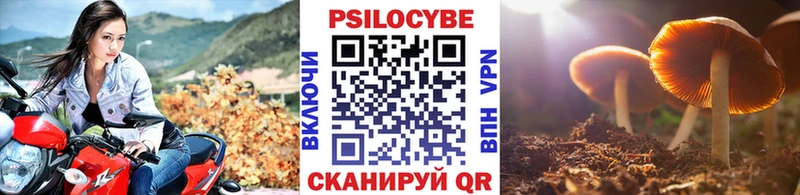 Галлюциногенные грибы Psilocybe  Новое Девяткино 